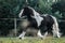 Beautiful tinker horse with long mane walking free in the meadow