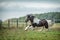 Beautiful tinker horse with long mane walking free in the meadow