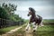 Beautiful tinker horse with long mane walking free in the meadow