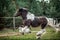 Beautiful tinker horse with long mane walking free in the meadow