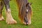 A beautiful tinker mare with a long mane grazing in the meadow