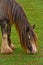 A beautiful tinker mare with a long mane grazing in the meadow