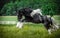 Beautiful tinker stallion ,  Gypsy Cob,