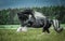 Beautiful tinker stallion ,  Gypsy Cob,