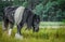 Beautiful tinker stallion ,  Gypsy Cob,