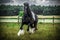 Beautiful tinker stallion ,  Gypsy Cob,