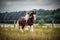 Beautiful tinker stallion ,  Gypsy Cob,