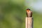 Beautiful tiny bird perching on bamboo pole.