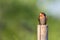 Beautiful tiny bird perching on bamboo pole. Pacific Swallow H