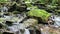 Beautiful tiny brook in forest