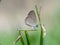 Beautiful tiny common blue grass butterfly.