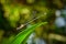 A beautiful tiny dragonfly is sitting on a leaf