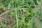 A beautiful tiny Eastern tailed-blue butterfly in a meadow full of purple wildflowers