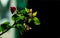 A beautiful tiny fresh rose plant leaves with thorn