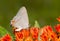 Beautiful, tiny Gray Hairstreak butterfly