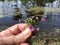 Beautiful Tiny Lavender Purple Wildflower Bouquet of Love