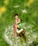 Beautiful tiny little Dandelion Fae sitting on a dandelion flower