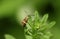 A beautiful tiny Nemophora degeerella moth perching on a plant.
