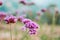 Beautiful tiny Pink purple blooming verbena bonariensis with blu