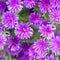 Beautiful tiny purple flowers of bushy aster Aster dumosus in a garden