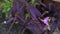 Beautiful tiny setcreasea purpurea flower