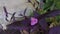 Beautiful tiny setcreasea purpurea flower