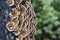 Beautiful tiny tinder mushroom,Trametes versicolor, Coriolus versicolor, grown on a tree.