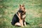 Beautiful Tired Brown German Shepherd Dog Sitting In Green Grass