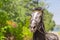 Beautiful tired harnessed black horse at autumn countryside