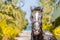 Beautiful tired harnessed black horse at autumn countryside