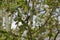 A beautiful tit which rests on a branch - Side view - France