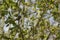 A beautiful tit which rests on a branch - Side view - France