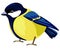 Beautiful titmouse Bird isolated on white background. Vector illustration. Tomtit, Sparrow, Bullfinch