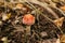 Beautiful toadstool poison mushroom with red cap growing in autumn woods, close up. Fly agaric