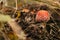 Beautiful toadstool poison mushroom with red cap growing in autumn woods, close up. Fly agaric