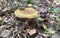 Beautiful toadstool in a summer forest. Relaxing natural background