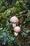 Beautiful toadstools in the autumn forest