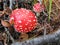 Beautiful toadstools in the forest