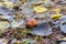 Beautiful toadstools grow in the woods on mosses and grass.