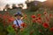 Beautiful toddler boy, child gathering poppies on sunset