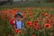 Beautiful toddler boy, child gathering poppies on sunset