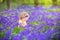 Beautiful toddler girl in bluebell flowers in spring forest