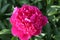 Beautiful Tomas Vaar  red  flower peony lactiflora in summer garden, close-up