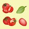 Beautiful tomato avatar vector art design.