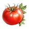 beautiful Tomato watercolor Vegetable clipart illustration