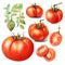beautiful Tomato watercolor Vegetable clipart illustration
