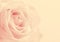 Beautiful toned pink rose close up as valentines day background.