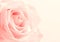 Beautiful toned white rose close up as valentines day background