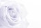 Beautiful toned white rose close up as wedding background. Soft