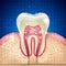 Beautiful tooth cross section